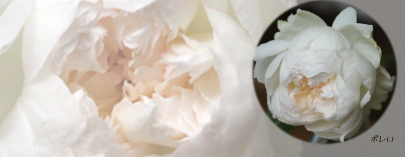 f:id:mio20100501:20121112145328j:image:w640:left