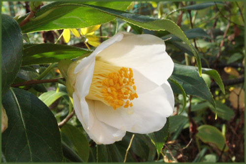 f:id:mio20100501:20121118124552j:image:w360:left