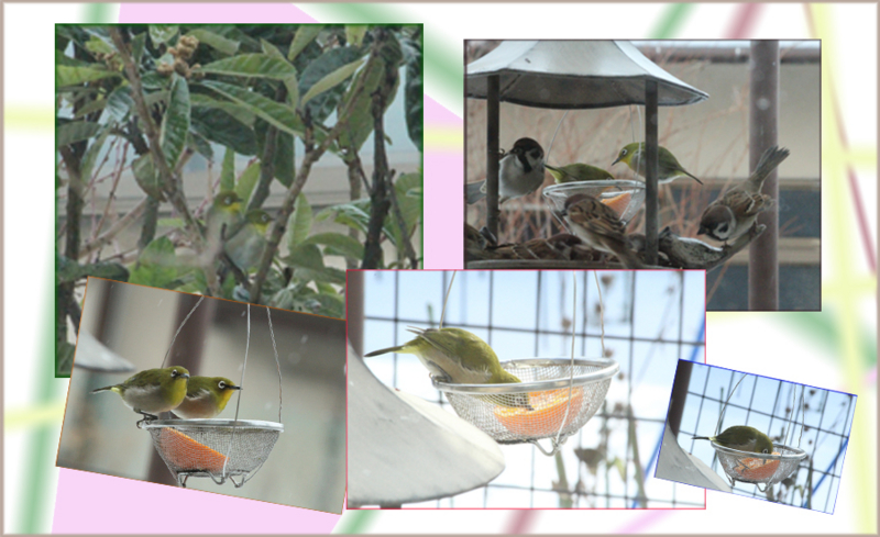 f:id:mio20100501:20130112175241j:image:w640:left