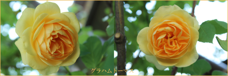 f:id:mio20100501:20130531180131j:image:w640