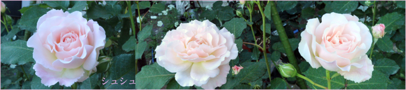 f:id:mio20100501:20130531180133j:image