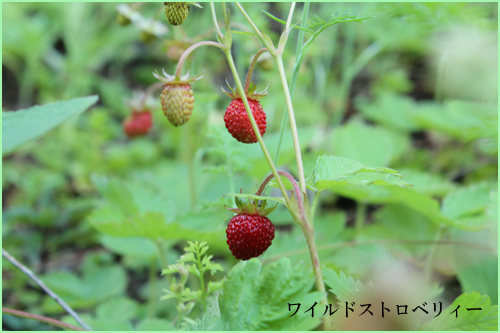 f:id:mio20100501:20130531180134j:image:w360:left