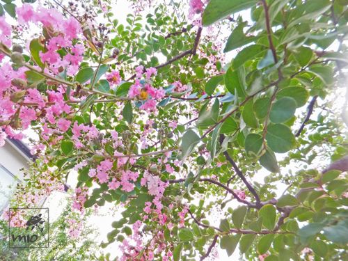 f:id:mio20100501:20130811111822j:image:w360:left
