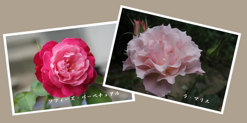 f:id:mio20100501:20130924132621j:image:w640:left f:id:mio20100501:20130924132621j:image:w640:left