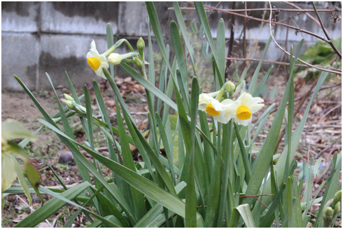 f:id:mio20100501:20140228120202j:image:w360:left f:id:mio20100501:20140228120202j:image:w360:left