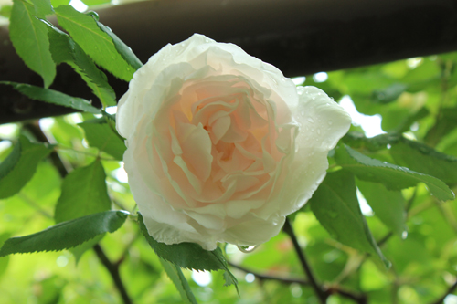 f:id:mio20100501:20140522161355j:image:w360:left f:id:mio20100501:20140522161355j:image:w360:left