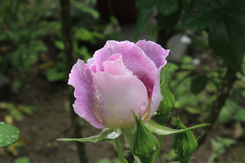 f:id:mio20100501:20140522161357j:image:w360:right f:id:mio20100501:20140522161357j:image:w360:right