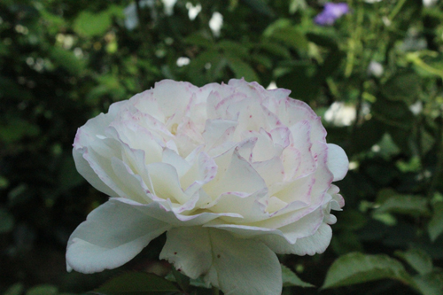 f:id:mio20100501:20140603155825j:image:w360:left f:id:mio20100501:20140603155825j:image:w360:left