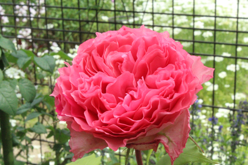 f:id:mio20100501:20140603160005j:image:w360:right f:id:mio20100501:20140603160005j:image:w360:right