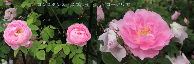 f:id:mio20100501:20140603160652j:image:w640 f:id:mio20100501:20140603160652j:image:w640