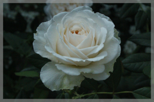 f:id:mio20100501:20140604172852j:image:w360:left