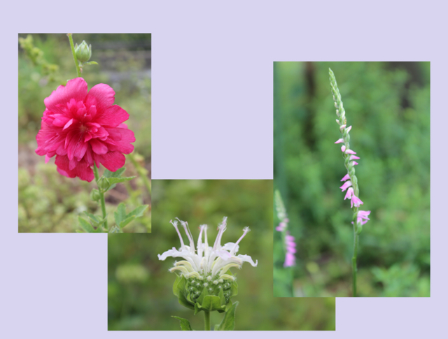 f:id:mio20100501:20140630133140j:image:w360:left f:id:mio20100501:20140630133140j:image:w360:left
