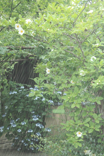 f:id:mio20100501:20140630151507g:image:w360:right f:id:mio20100501:20140630151507g:image:w360:right