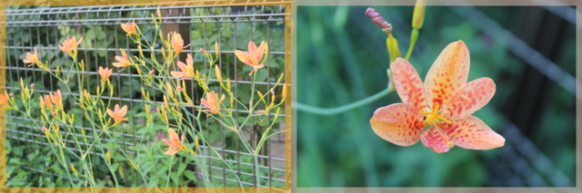 f:id:mio20100501:20140801171708j:image:w640 f:id:mio20100501:20140801171708j:image:w640