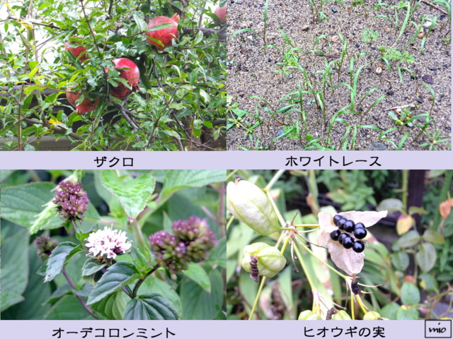 f:id:mio20100501:20141003151651j:image