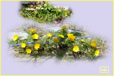 f:id:mio20100501:20150316120923j:image:w360:left