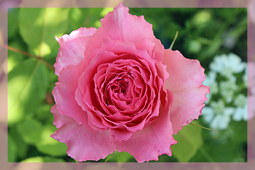 f:id:mio20100501:20150524122341j:image:w360:right f:id:mio20100501:20150524122341j:image:w360:right