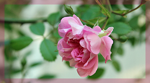 f:id:mio20100501:20150527065550j:image f:id:mio20100501:20150527065550j:image