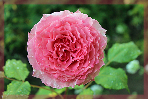 f:id:mio20100501:20150527065551j:image:w360:left f:id:mio20100501:20150527065551j:image:w360:left