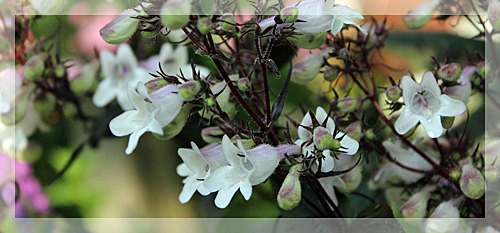 f:id:mio20100501:20150527080821j:image f:id:mio20100501:20150527080821j:image