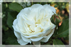 f:id:mio20100501:20150528033955j:image:right