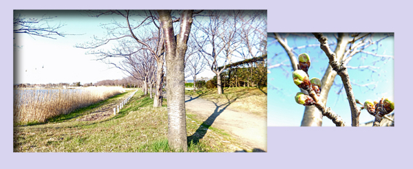 f:id:mio20100501:20160328065251j:image