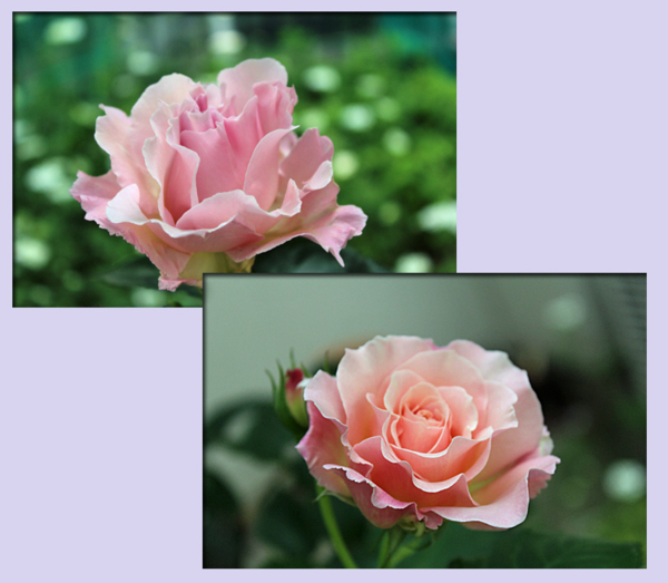 f:id:mio20100501:20160522145523j:image:w360:left f:id:mio20100501:20160522145523j:image:w360:left