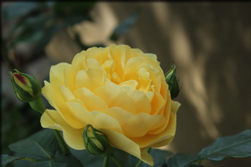 f:id:mio20100501:20160523094002j:image:w360:left