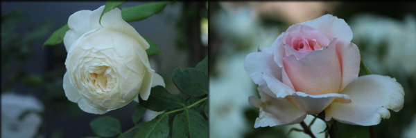 f:id:mio20100501:20160529142432j:image