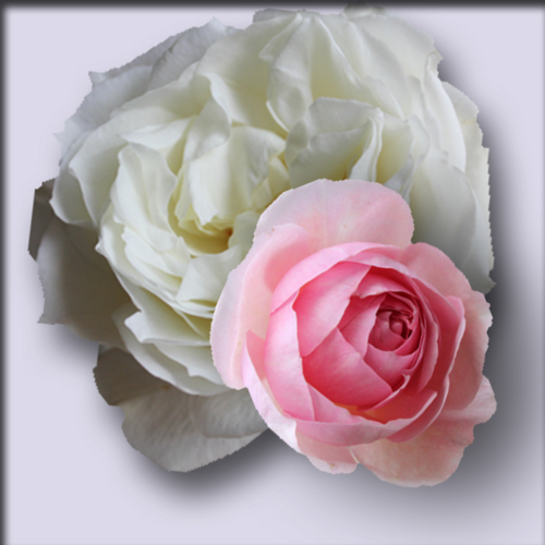 f:id:mio20100501:20161120122256j:image:w360:left