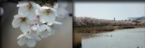 f:id:mio20100501:20170415181220j:image