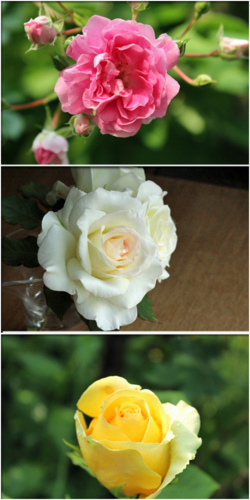 f:id:mio20100501:20170531203959j:image:left f:id:mio20100501:20170531203959j:image:left
