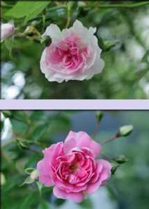 f:id:mio20100501:20180602120122j:image:left f:id:mio20100501:20180602120122j:image:left