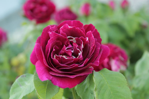 f:id:mio20100501:20190521153451j:plain f:id:mio20100501:20190521153451j:plain