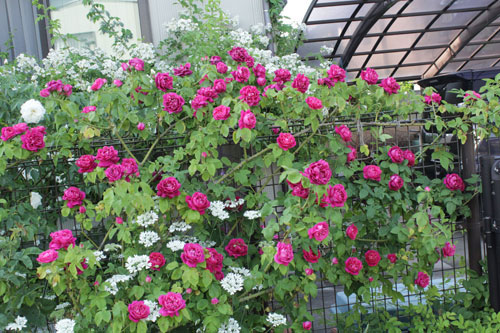 f:id:mio20100501:20190523190116j:plain f:id:mio20100501:20190523190116j:plain