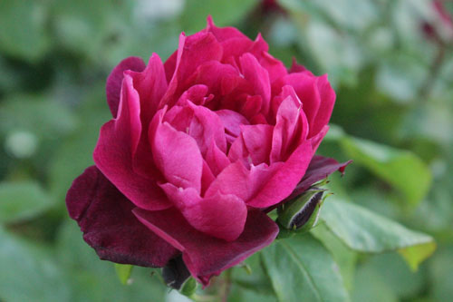 f:id:mio20100501:20190523191141j:plain f:id:mio20100501:20190523191141j:plain