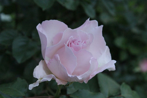 f:id:mio20100501:20190524061755j:plain