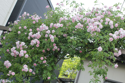 f:id:mio20100501:20190527172558j:plain f:id:mio20100501:20190527172558j:plain