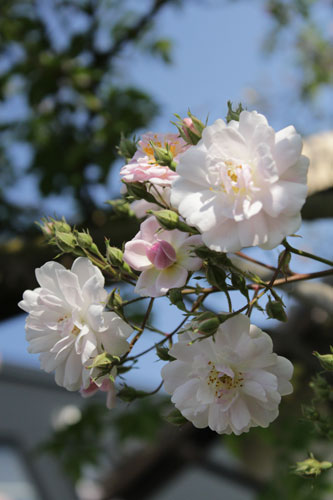 f:id:mio20100501:20190527172609j:plain f:id:mio20100501:20190527172609j:plain
