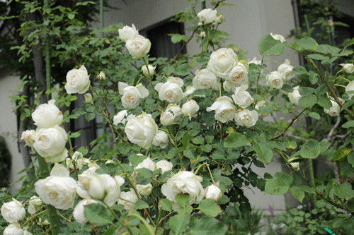 f:id:mio20100501:20190606085152g:plain