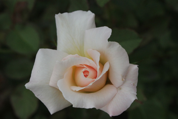 f:id:mio20100501:20190705085349j:plain f:id:mio20100501:20190705085349j:plain