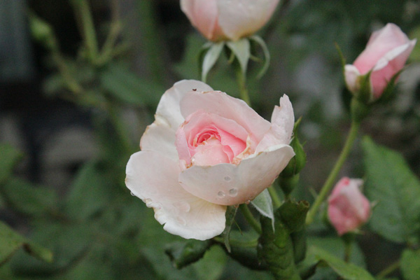 f:id:mio20100501:20190705085406j:plain f:id:mio20100501:20190705085406j:plain