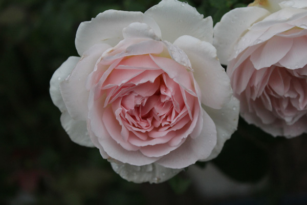 f:id:mio20100501:20190705085426j:plain f:id:mio20100501:20190705085426j:plain