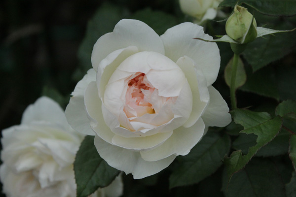 f:id:mio20100501:20190705085622j:plain f:id:mio20100501:20190705085622j:plain