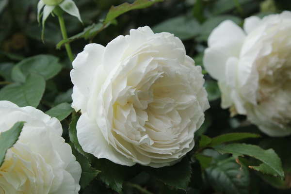 f:id:mio20100501:20190705085638j:plain f:id:mio20100501:20190705085638j:plain