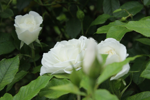 f:id:mio20100501:20190705085949j:plain f:id:mio20100501:20190705085949j:plain