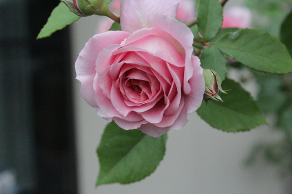f:id:mio20100501:20190714052916j:plain f:id:mio20100501:20190714052916j:plain