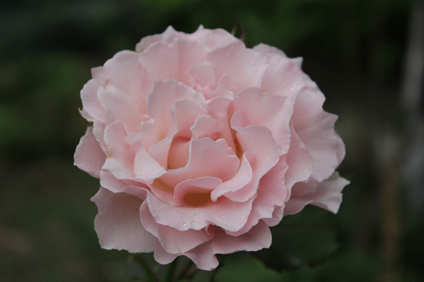 f:id:mio20100501:20190714052939j:plain f:id:mio20100501:20190714052939j:plain