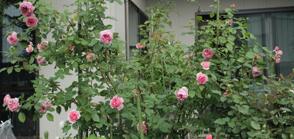 f:id:mio20100501:20190714053033j:plain f:id:mio20100501:20190714053033j:plain