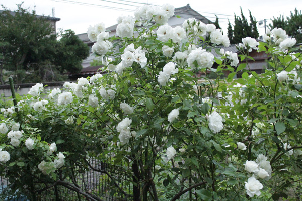f:id:mio20100501:20190714053158j:plain f:id:mio20100501:20190714053158j:plain